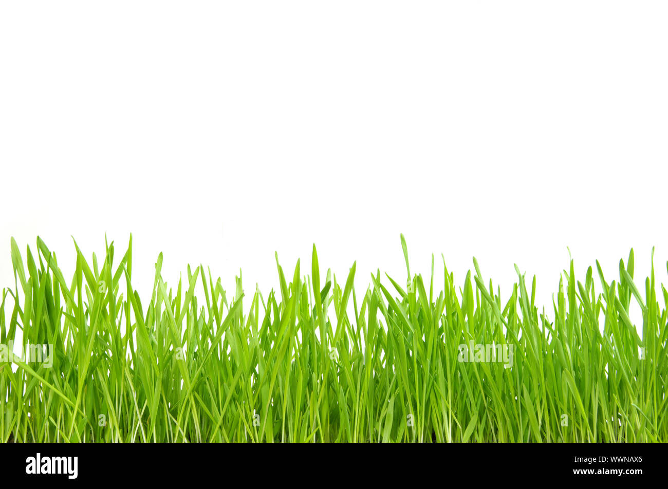 Green grass isolated on white background Stock Photo - Alamy