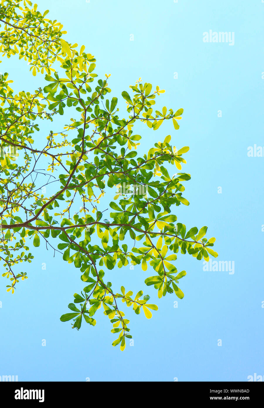 Green leaf with clear blue sky Stock Photo - Alamy