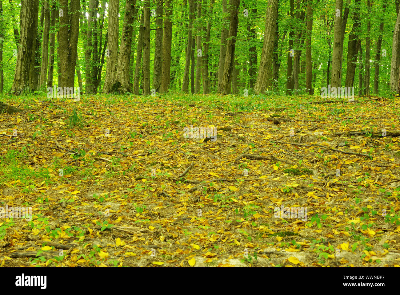 Early morning sun in the green forest Stock Photo - Alamy