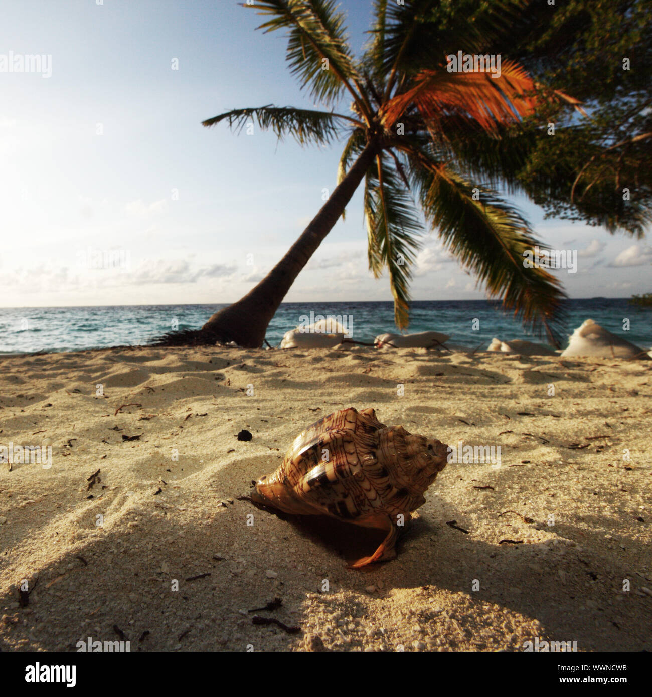 shell on sand under palm Stock Photo - Alamy