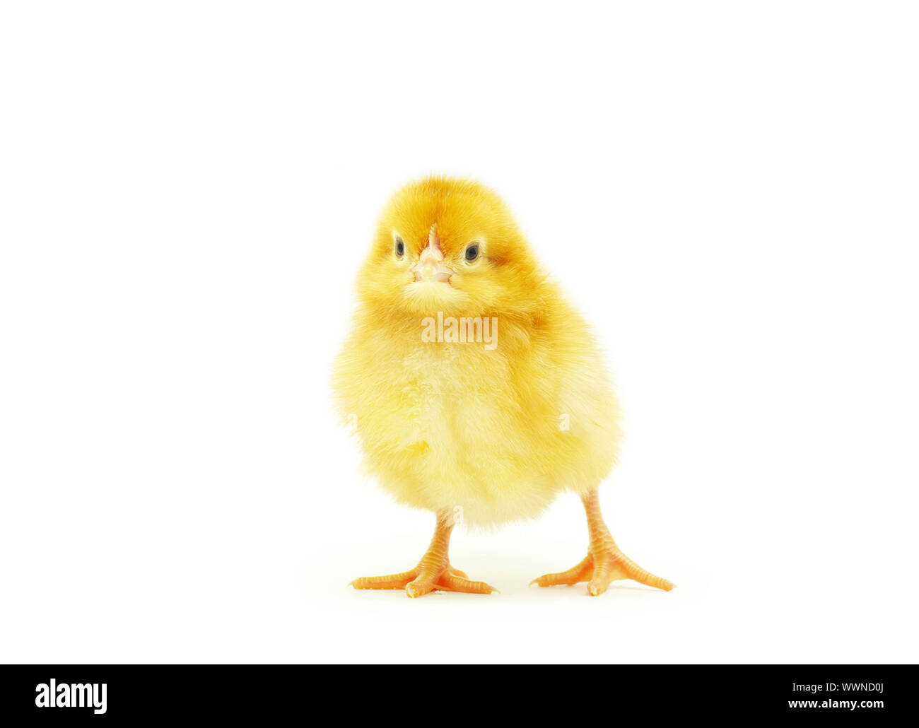 Cute little baby chicken isolated on white background Stock Photo - Alamy