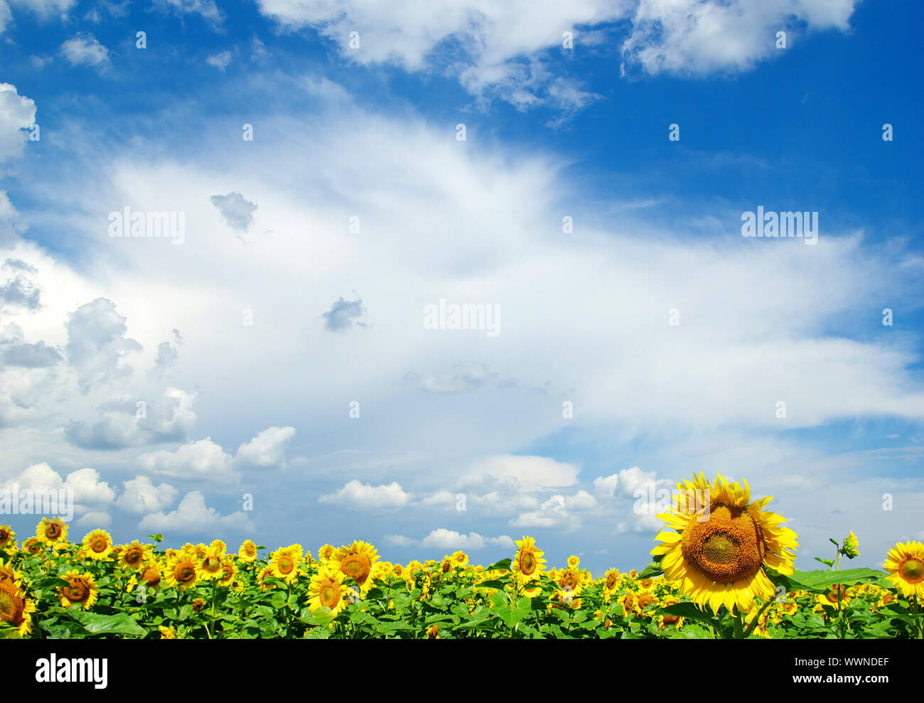 sunflower field over cloudy blue sky Stock Photo - Alamy