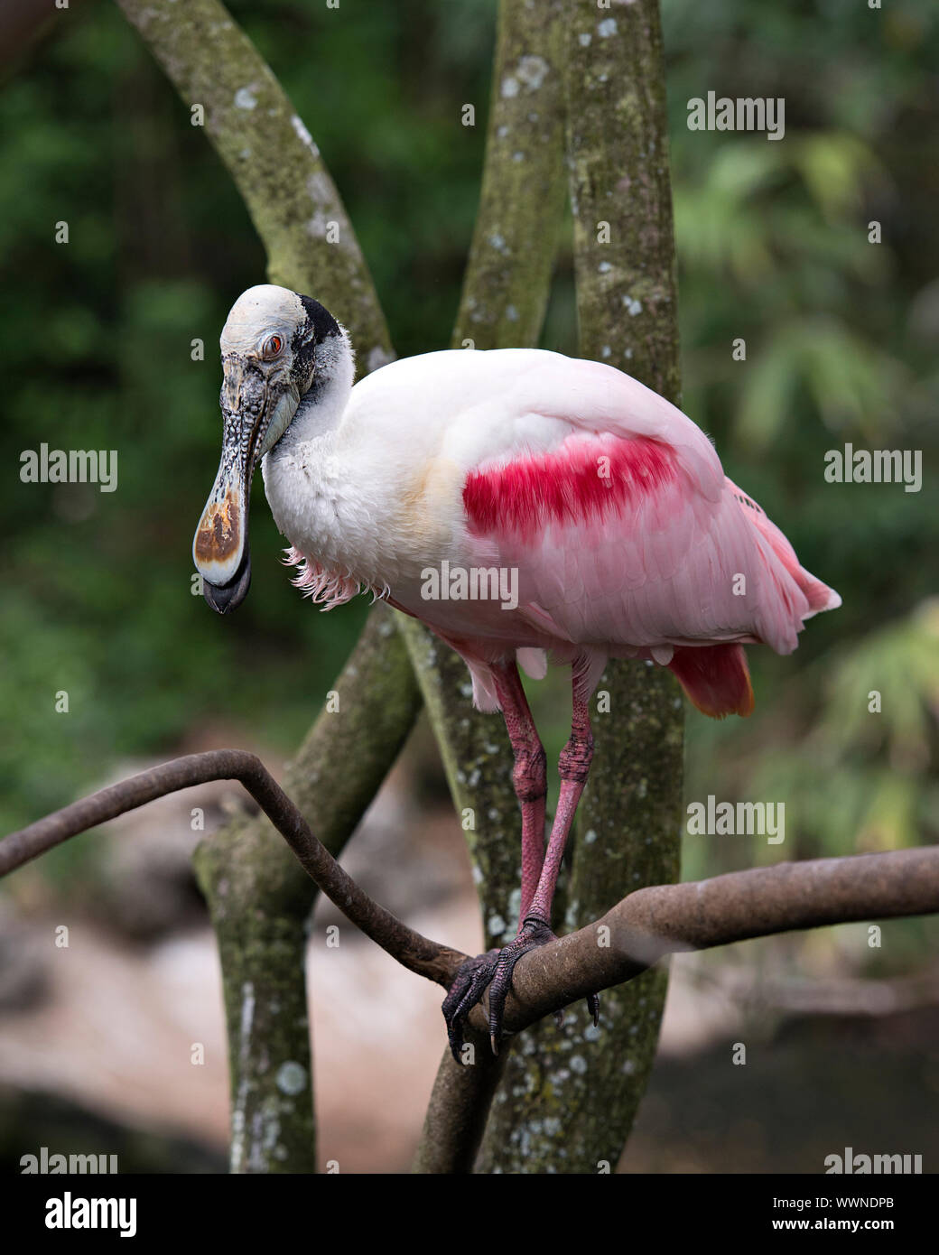 Roseate Spoonbill bird perch on a branch and enjoying its surrounding and environment. Color pink. Body. Bill. Colorful. Plumage. slender legs. . Stock Photo