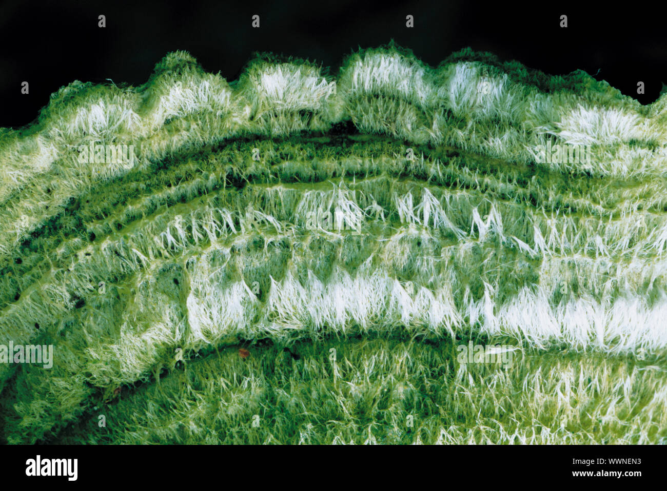 Color Effect Background Stock Photo - Alamy