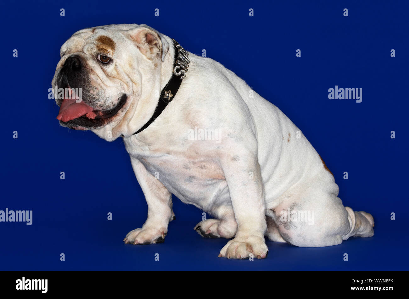 Bulldog Stock Photo