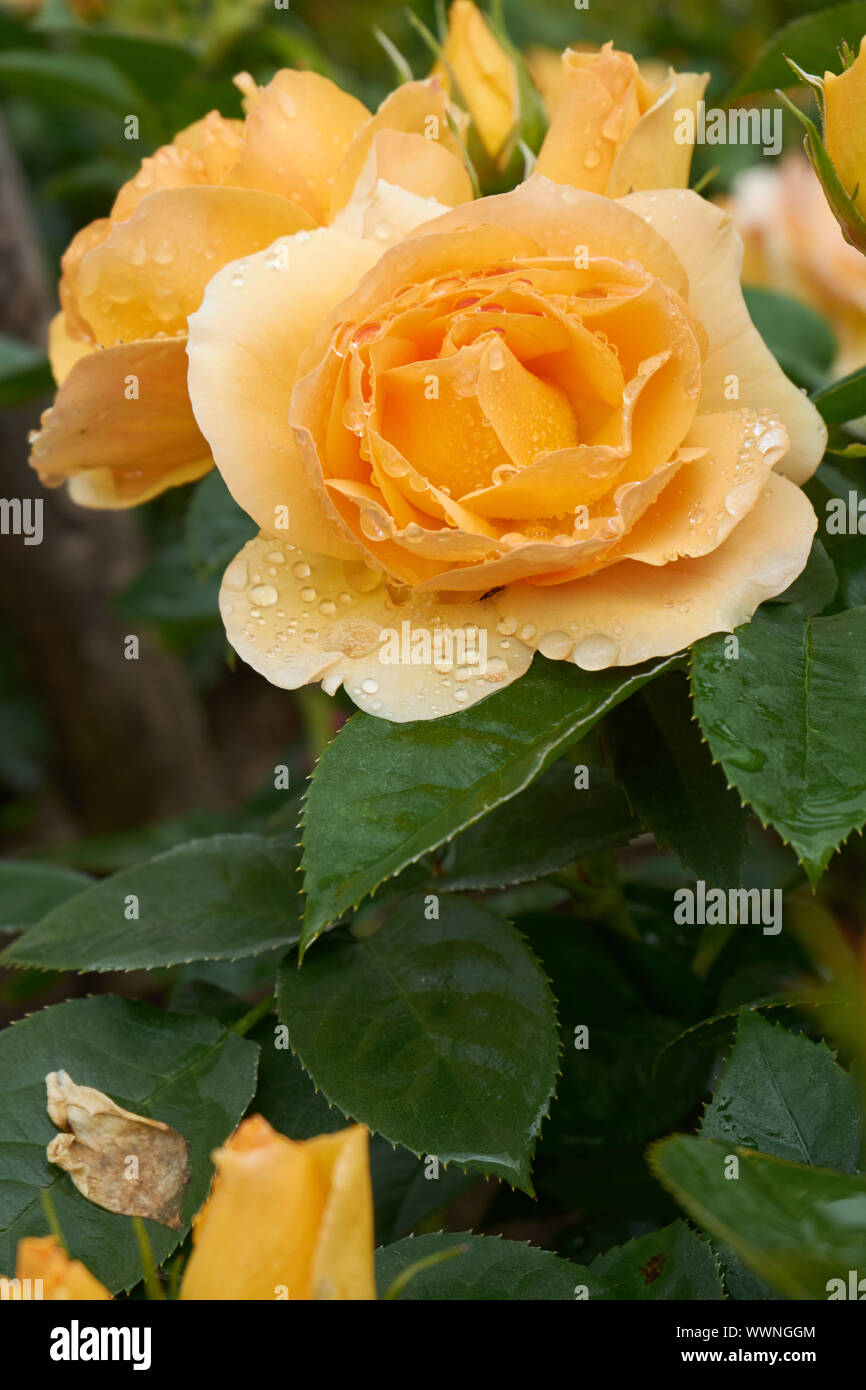 Rosenblüte High Resolution Stock Photography and Images - Alamy