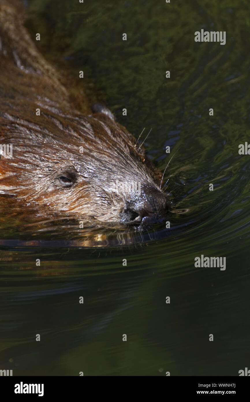 European beaver, Castor fiber Stock Photo