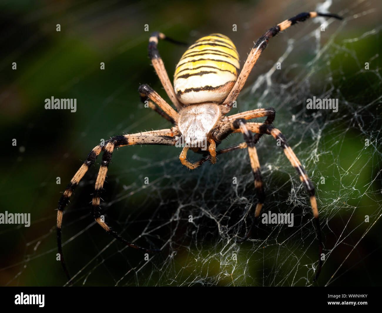 Wasp spider (Argiope bruennichi) Stock Photo