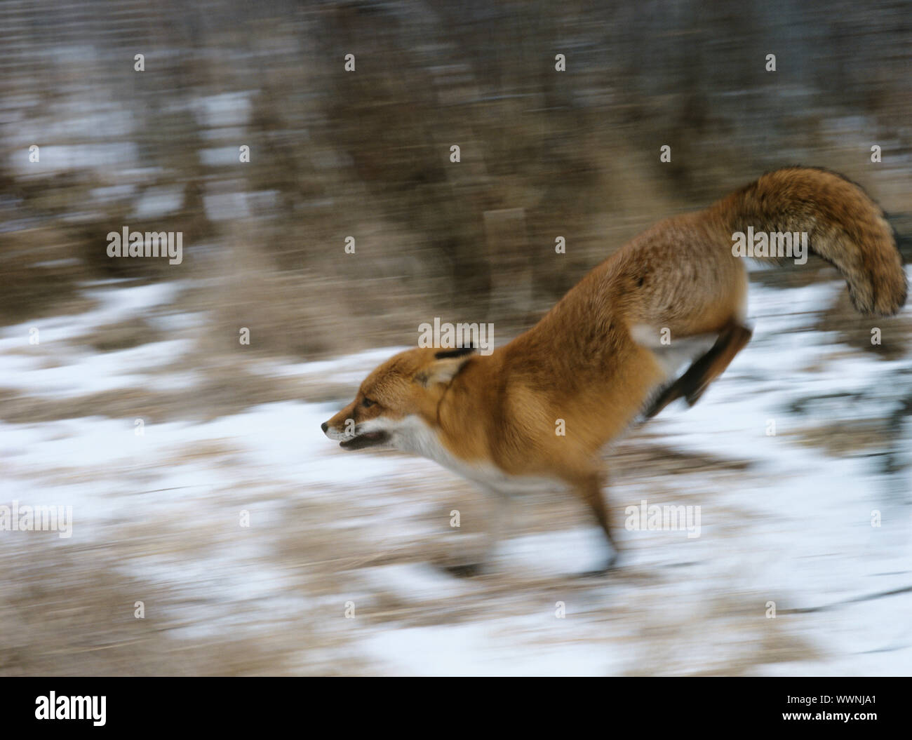 Red Fox Running Stock Photo - Alamy