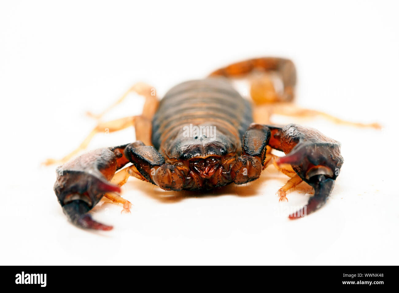 Italian scorpion (Euscorpius italicus) Stock Photo