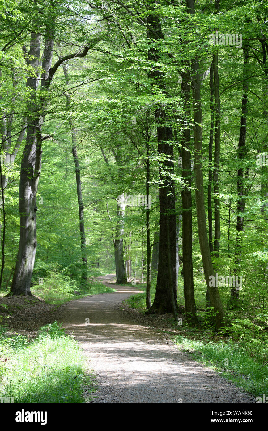 Forest trail in spring Stock Photo - Alamy
