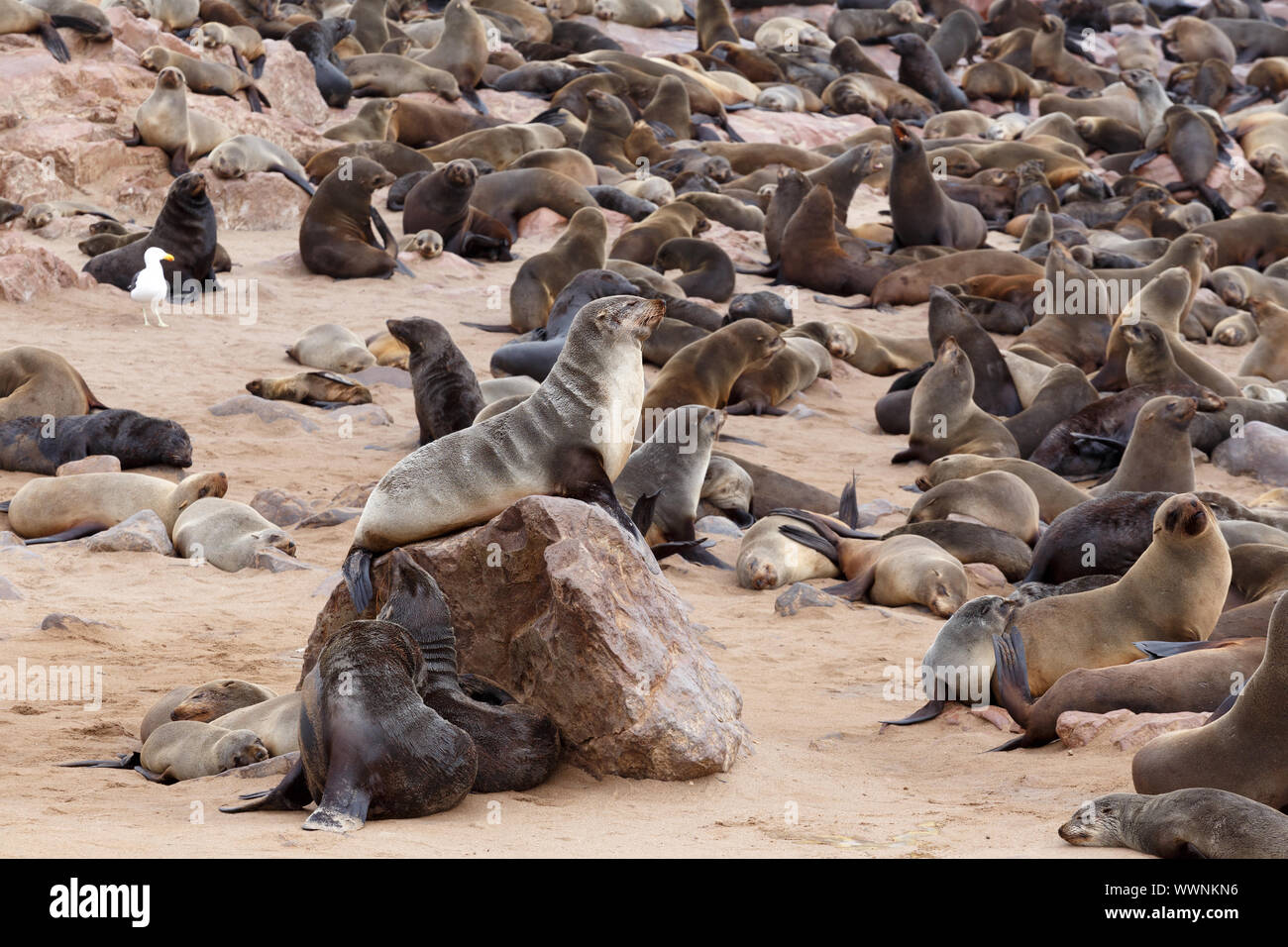 huge colony of Brown fur seal sea lions in Namibia Stock Photo Alamy