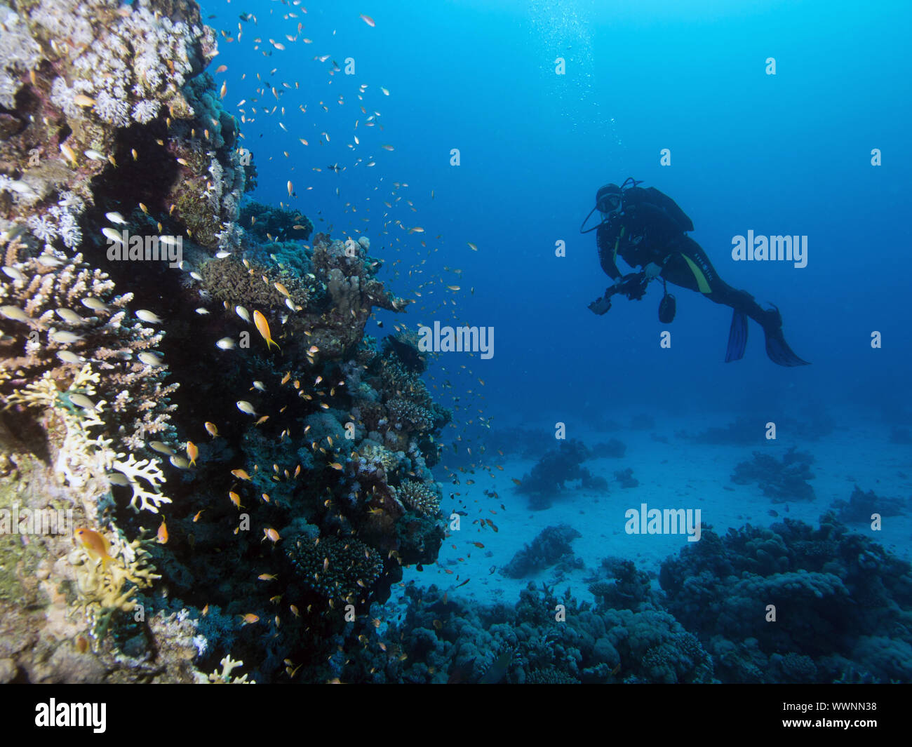 diver close to a coralreef Stock Photo