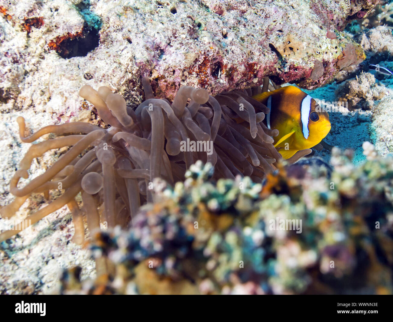 red sea clownfish Stock Photo
