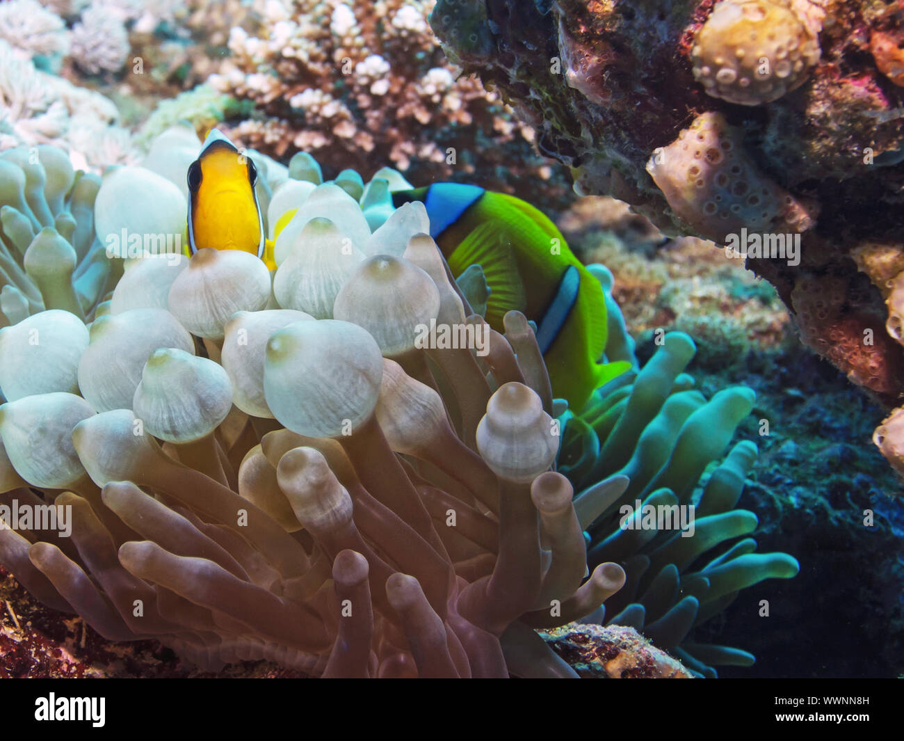 red sea clownfish Stock Photo