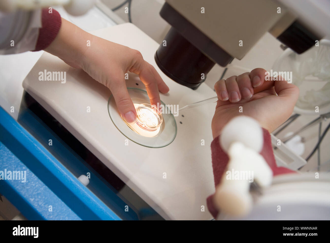 Sperm fertilizing egg hires stock photography and images Alamy