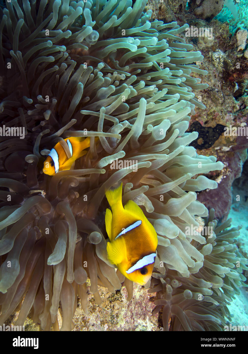 Redsea fish hi-res stock photography and images - Alamy