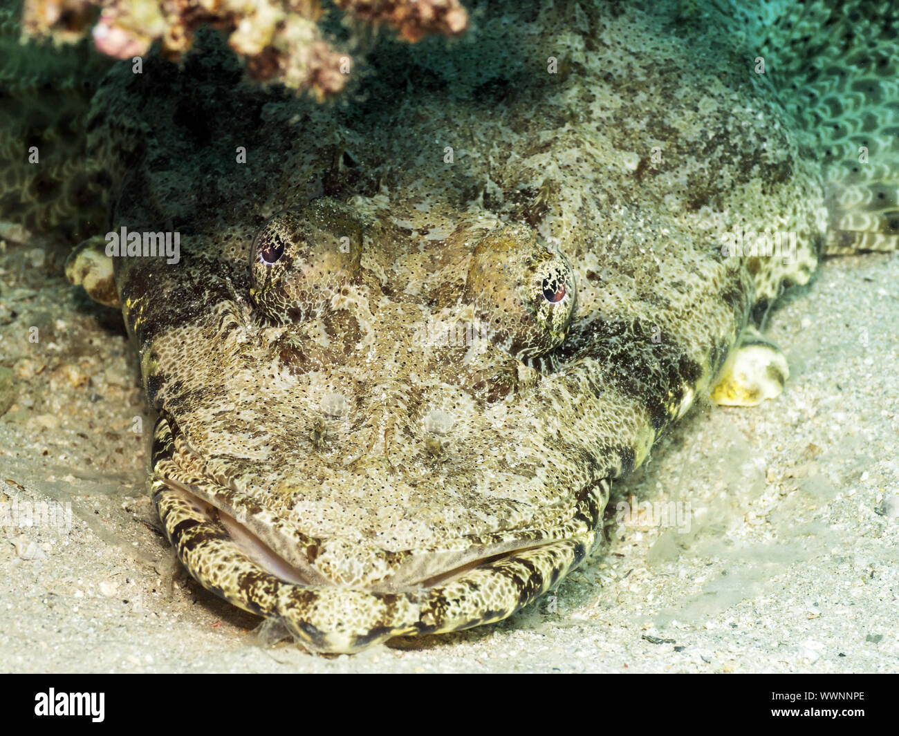 Tentacled flathead (Papilloculiceps longiceps) Stock Photo