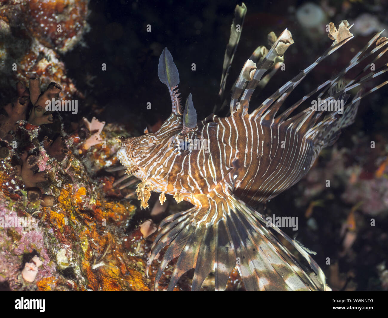 lionfish Stock Photo