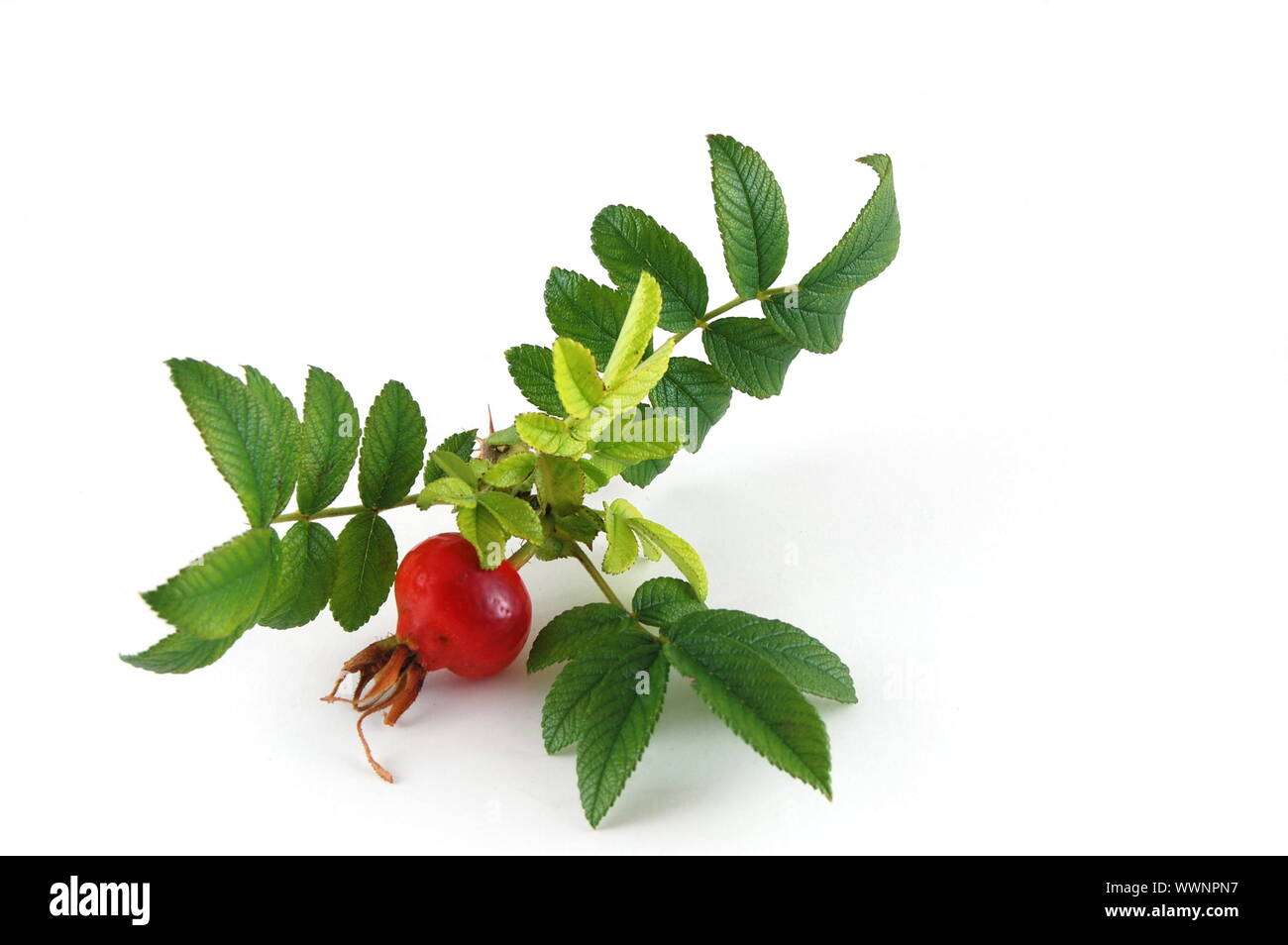 dog rose isolated on a white background Stock Photo - Alamy
