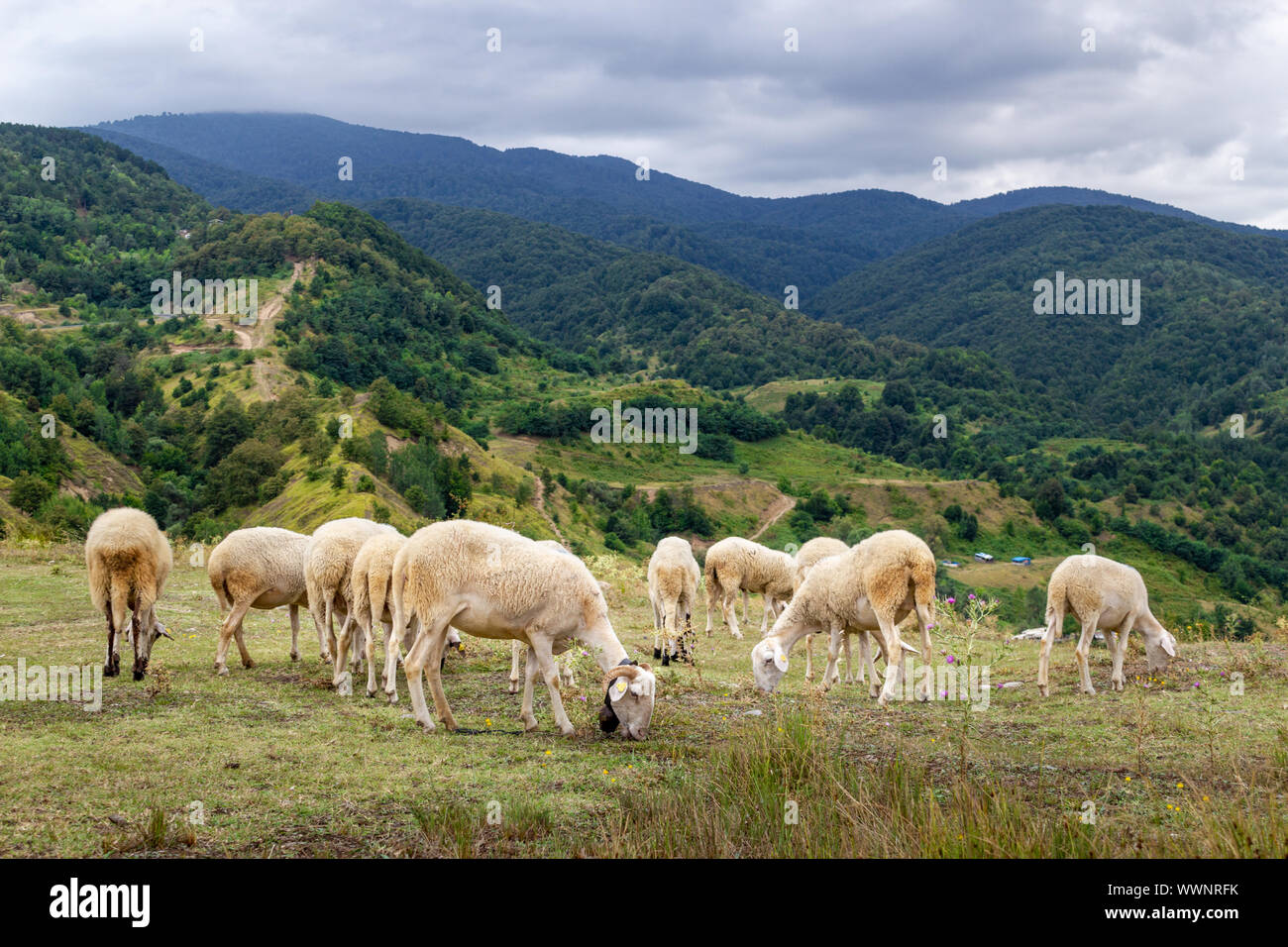 Sheep grazing. Sheeps in the meadow and on the mountain Stock Photo - Alamy