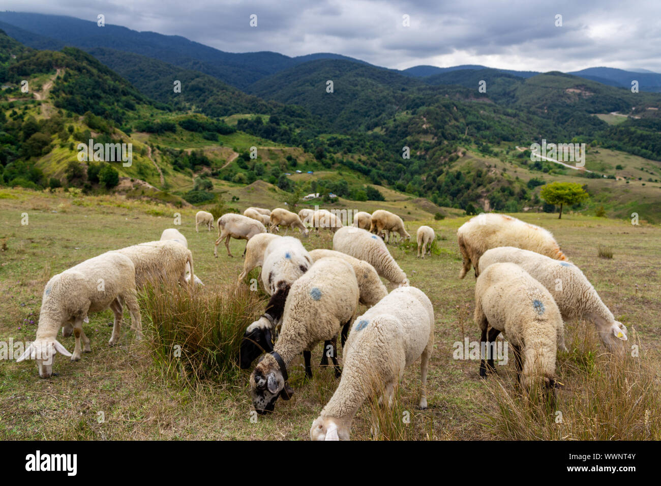 Panorama sheep grazing on hi-res stock photography and images - Alamy