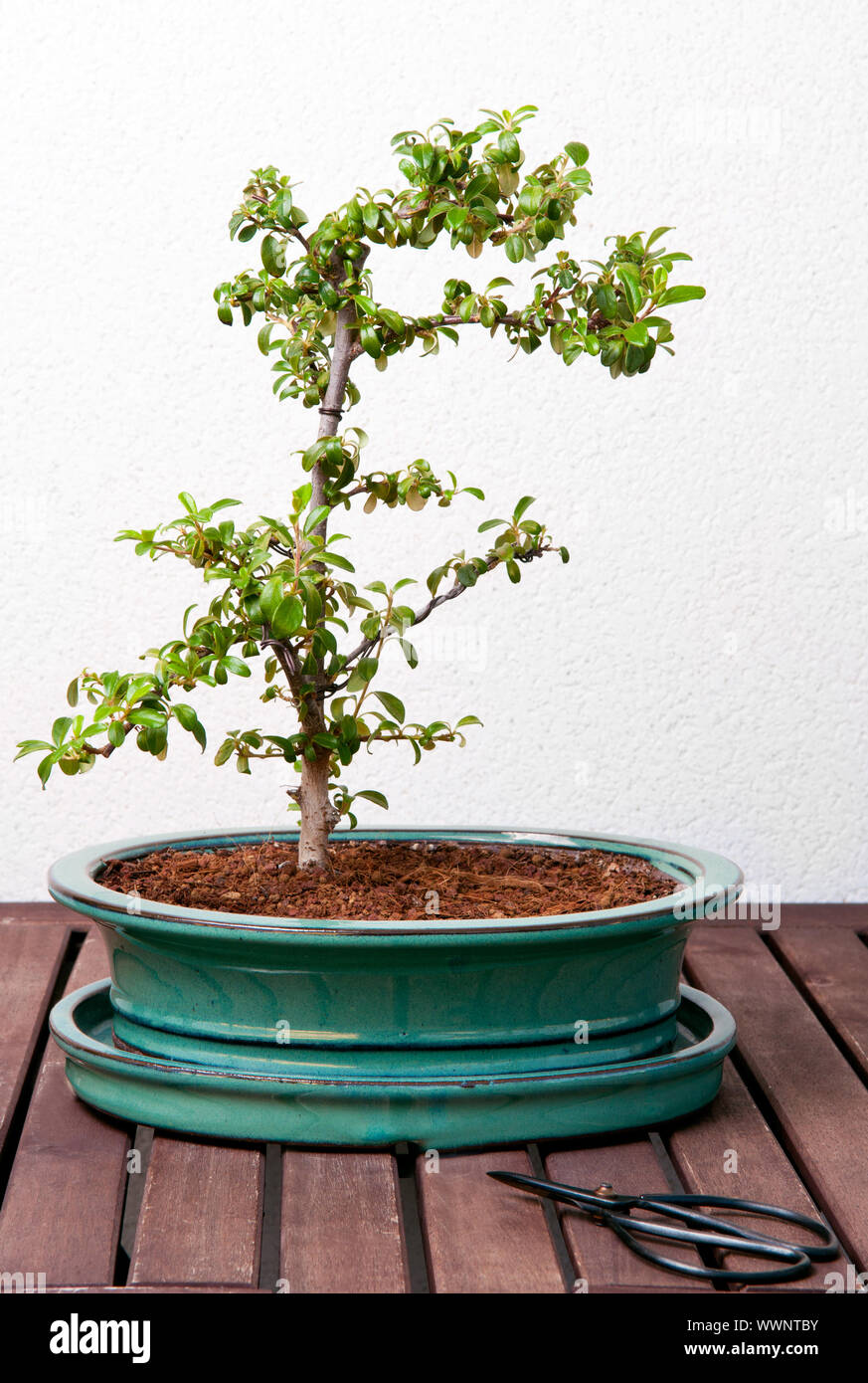 Ligustrum bonsai tree on a wood table, against a white wall Stock Photo