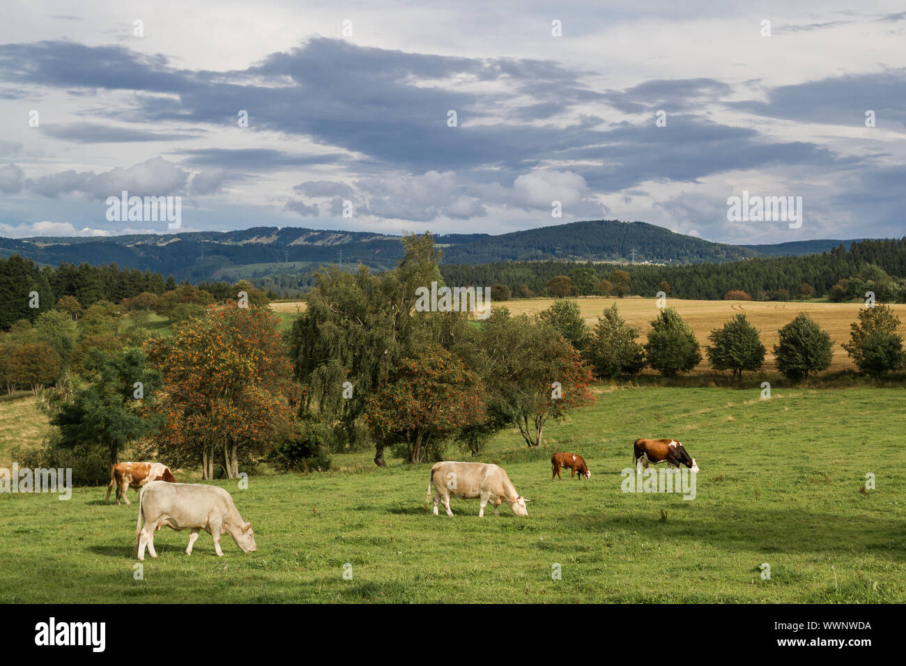 Animal husbandry Pasture Stock Photo