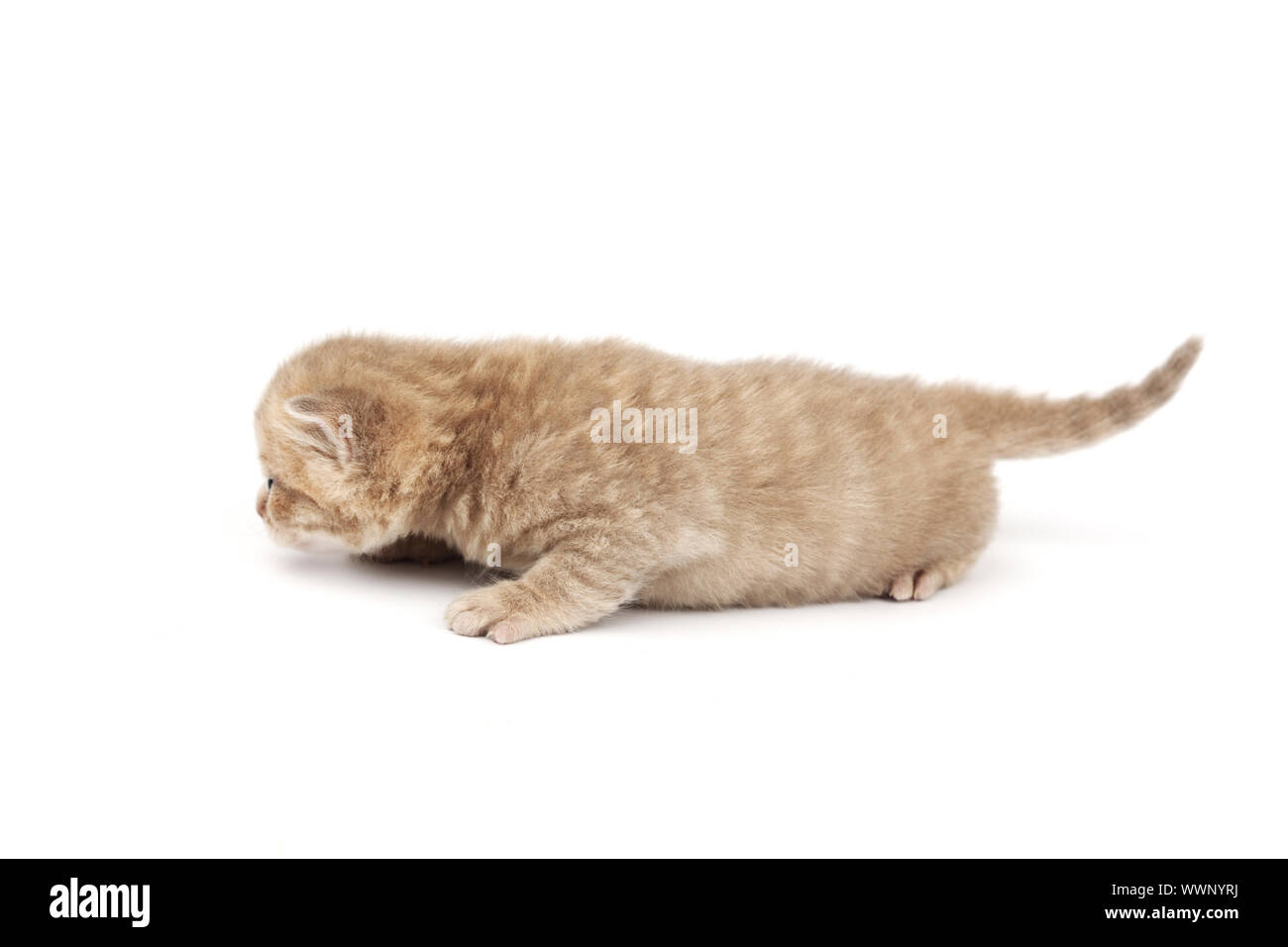 cat isolated on white background Stock Photo - Alamy
