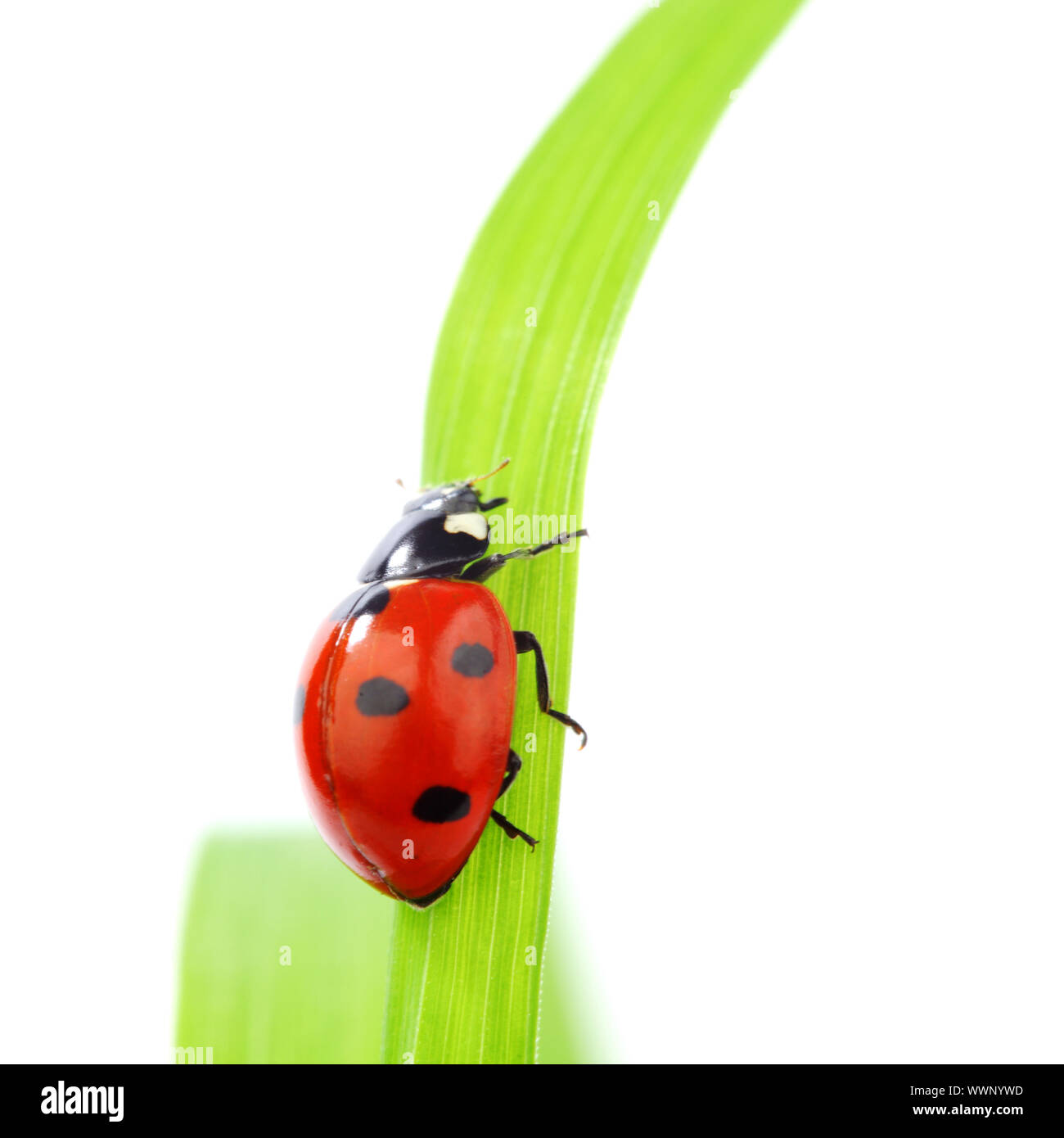 ladybug on grass isolated macro Stock Photo - Alamy