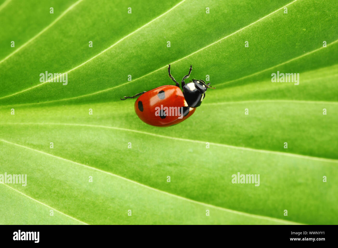 ladybug on big green leaf Stock Photo - Alamy