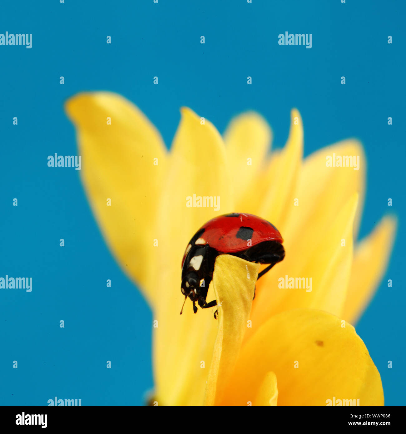 ladybug on sunflower blue background Stock Photo - Alamy