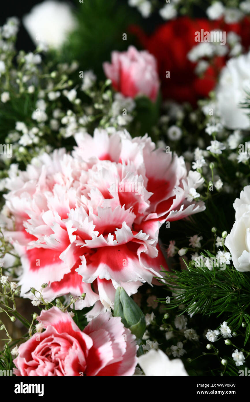 Red carnation plant hires stock photography and images Alamy