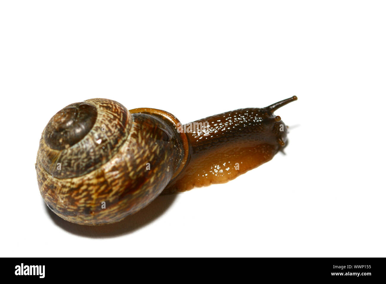 little shell macro close up isolated on white Stock Photo - Alamy