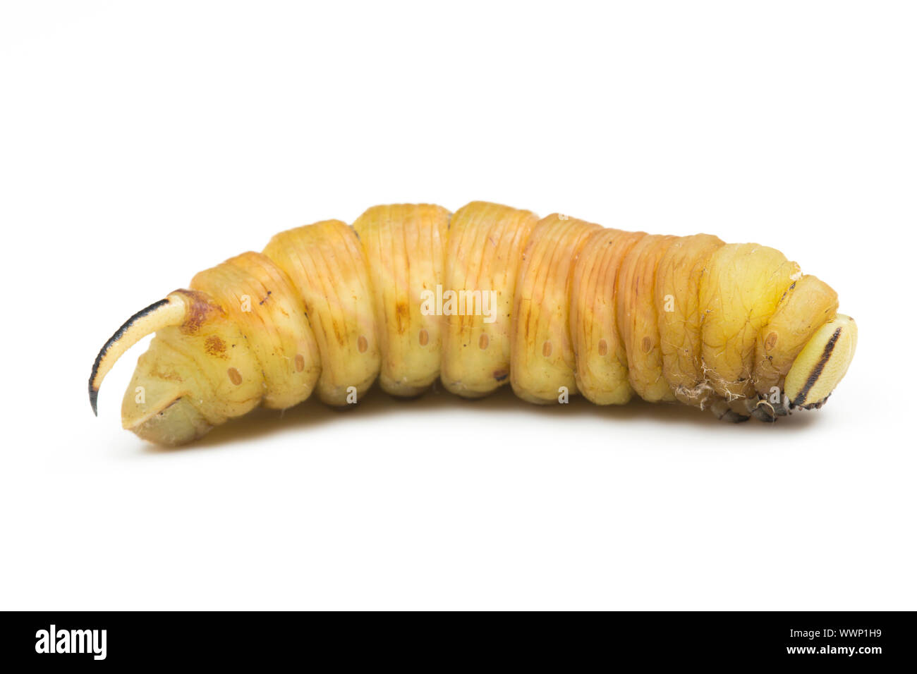 A caterpillar of the Privet hawk-moth, Sphinx ligustri, that is in the final stage before pupating. White background. North Dorset England UK GB Stock Photo