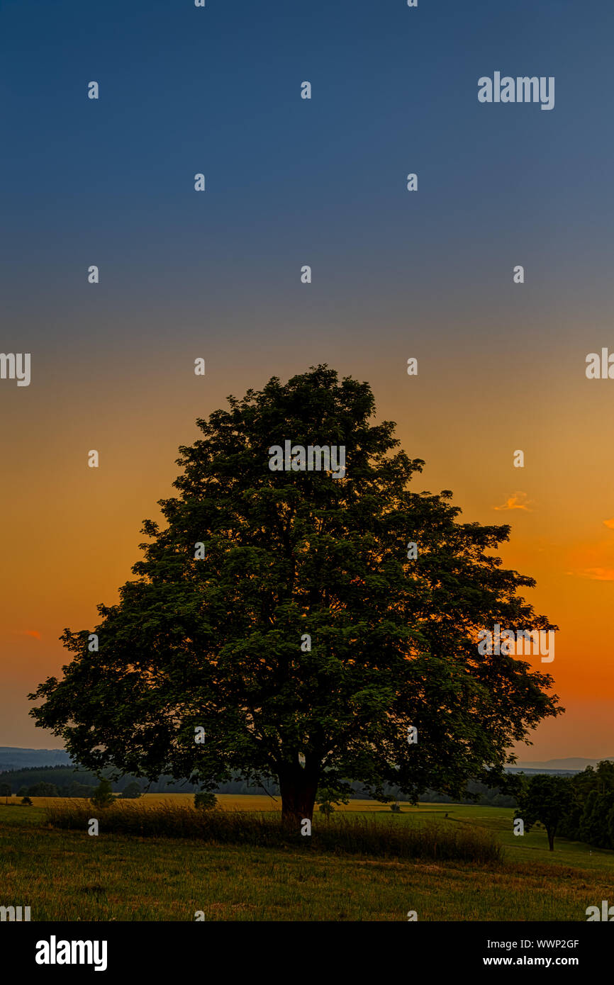 Tree at sunset Stock Photo