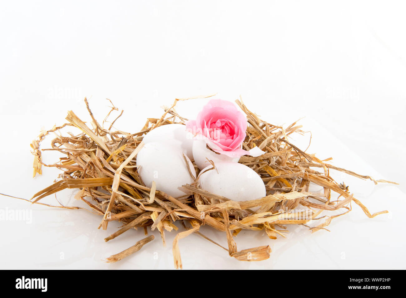 straw bird nest with pink rose in white eggs isolated Stock Photo - Alamy