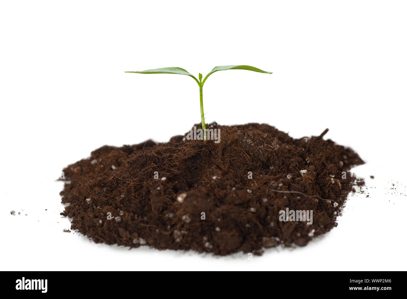 Green sprout growing from soil isolated over white background Stock ...