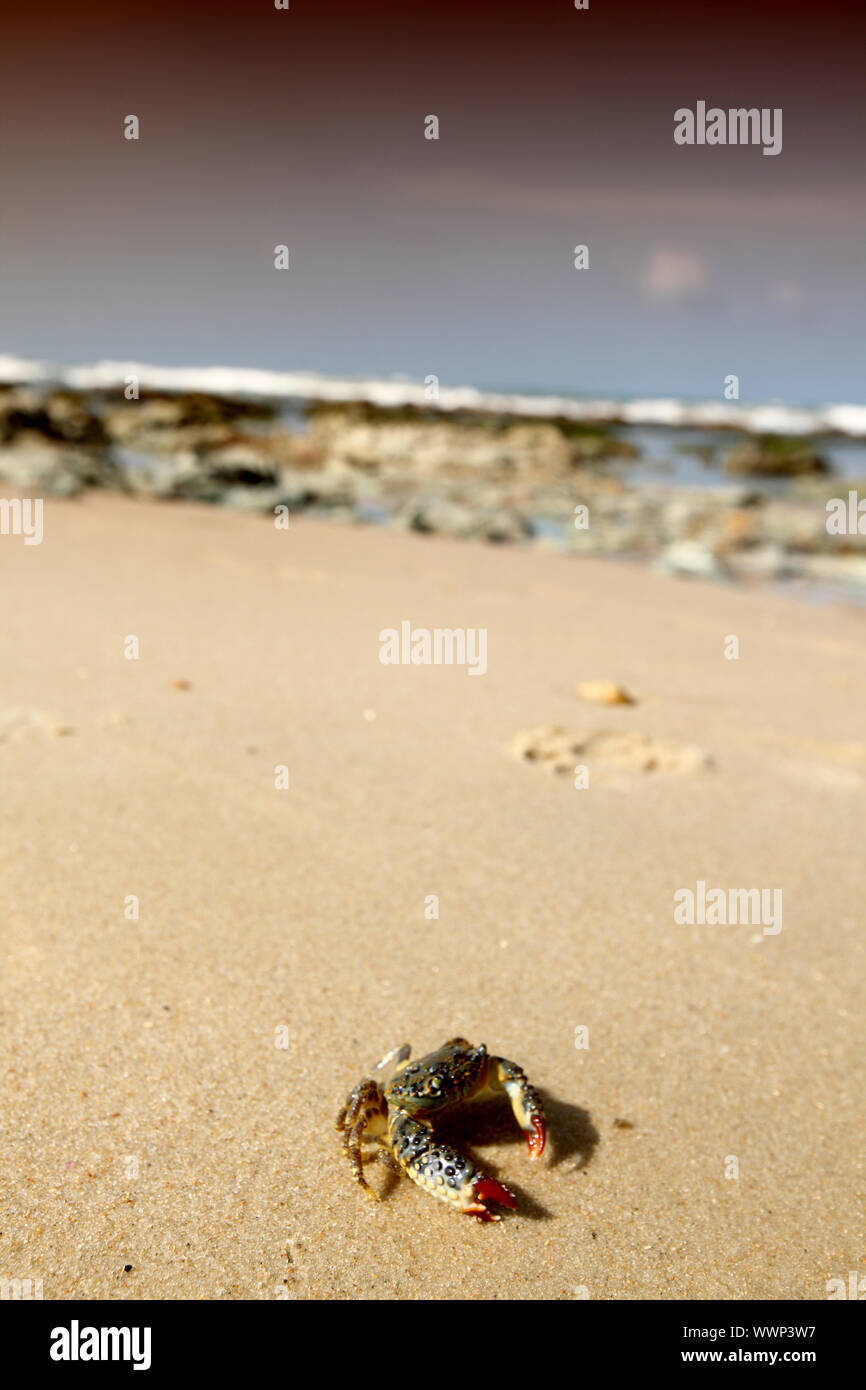 crab on sand near the ocean Stock Photo