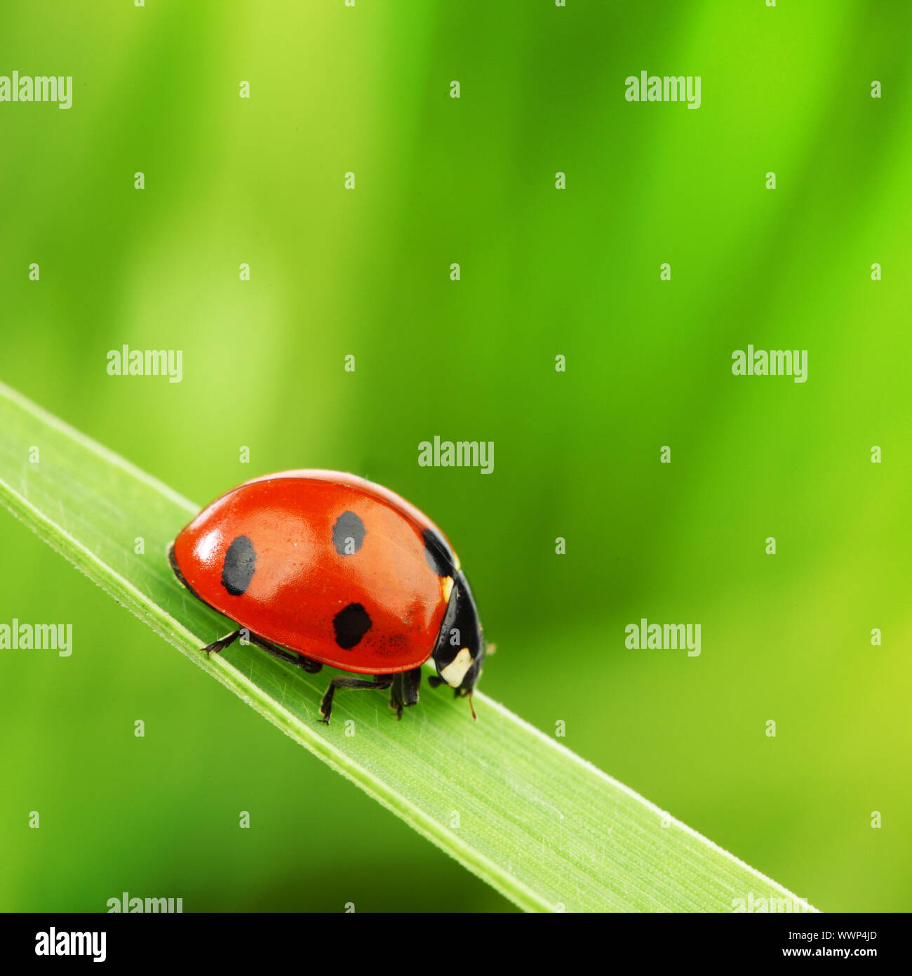 ladybug on grass nature background Stock Photo - Alamy