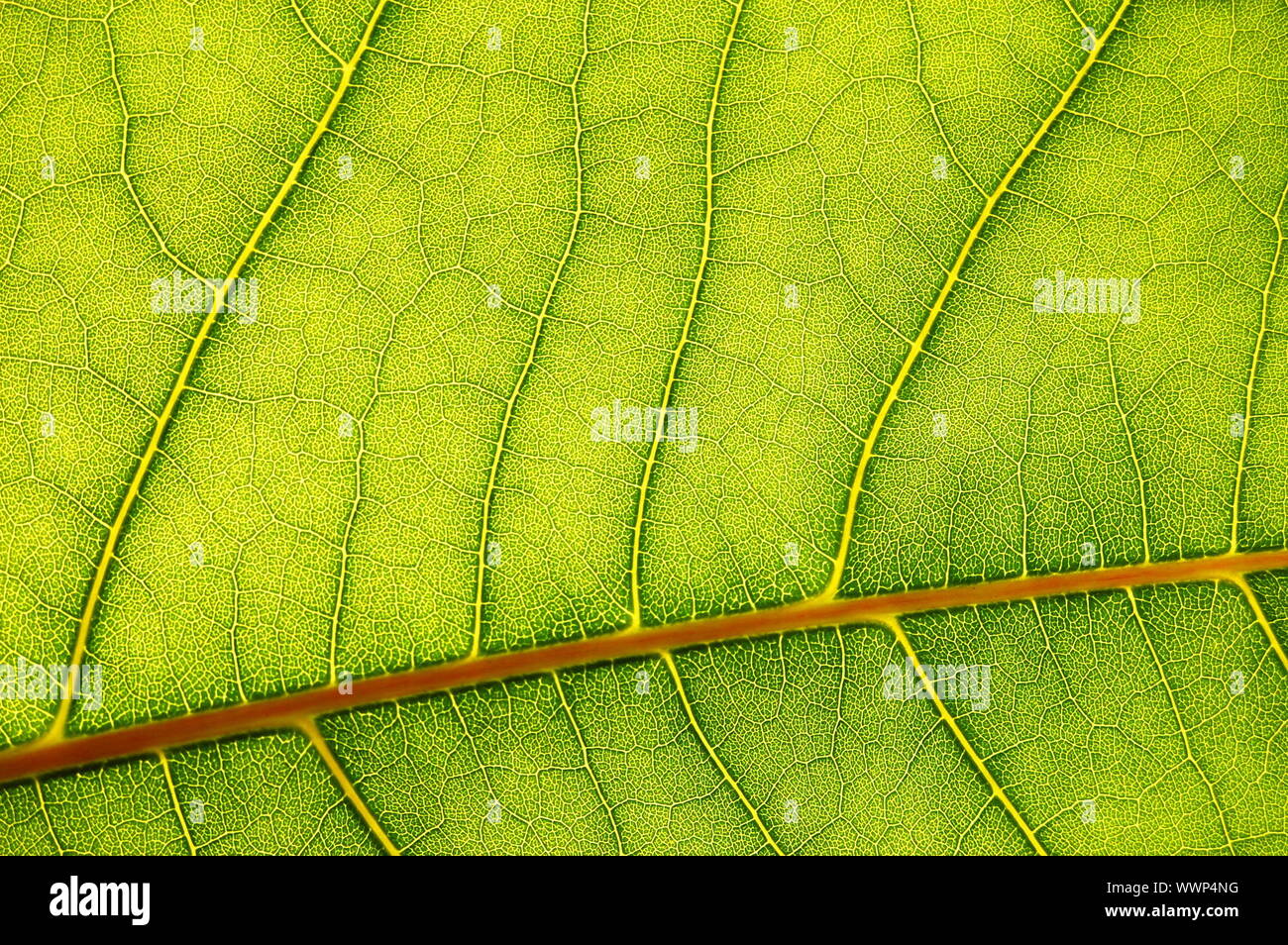 structure texture and pattern of green leaf Stock Photo - Alamy