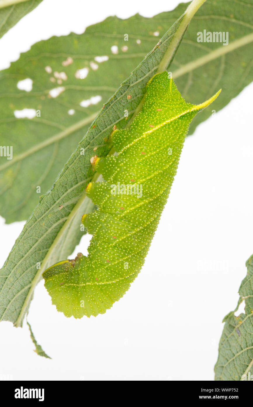 The Caterpillar Or Larva Of The Poplar Hawk moth Laothoe Populi The Caterpillar Or Larva Of The Poplar Hawk moth Laothoe Populi