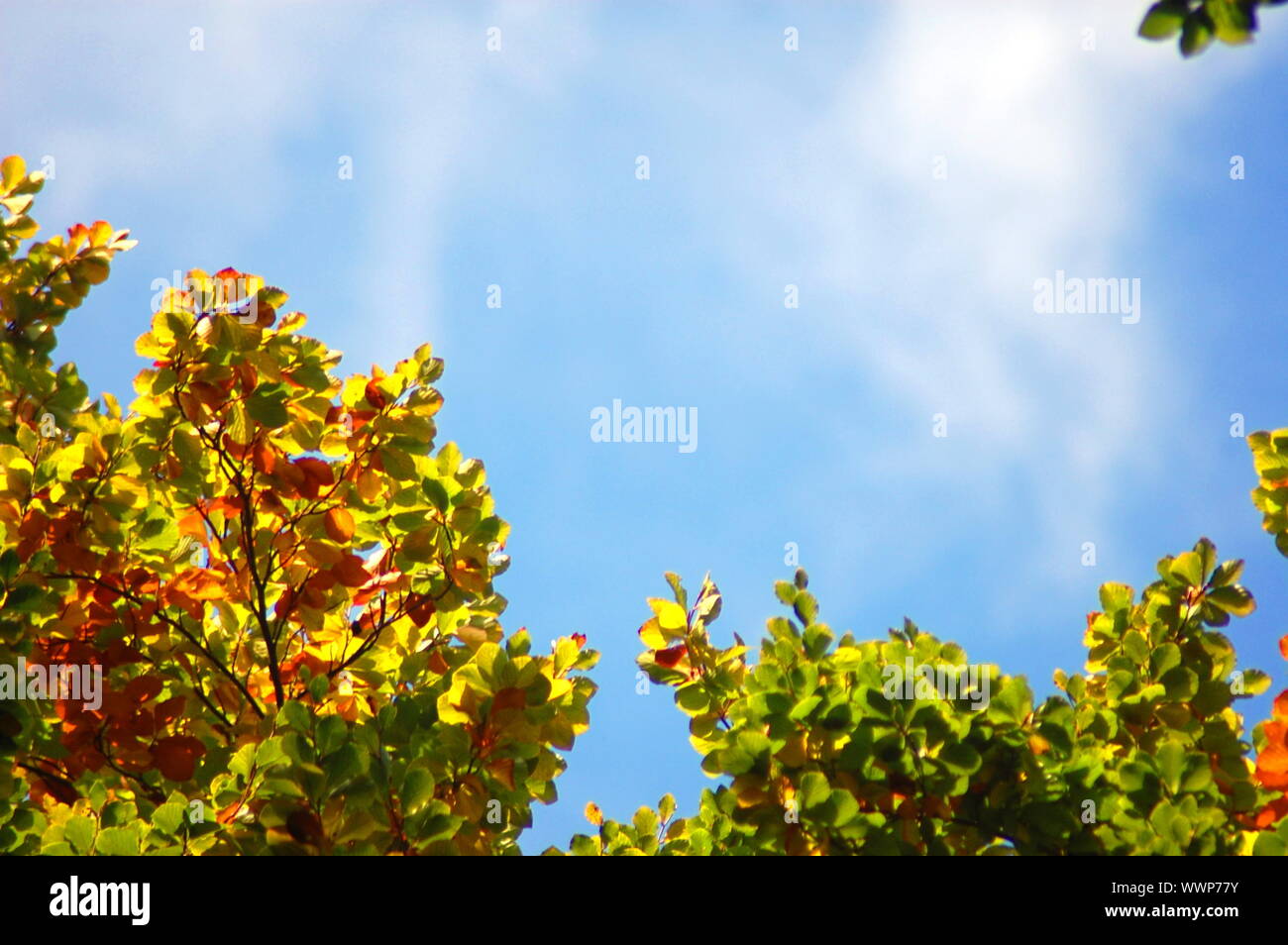 autumn in the forest with golden leaves on trees Stock Photo - Alamy