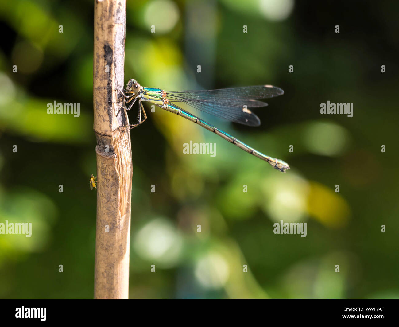 southern emerald damselfly Stock Photo - Alamy