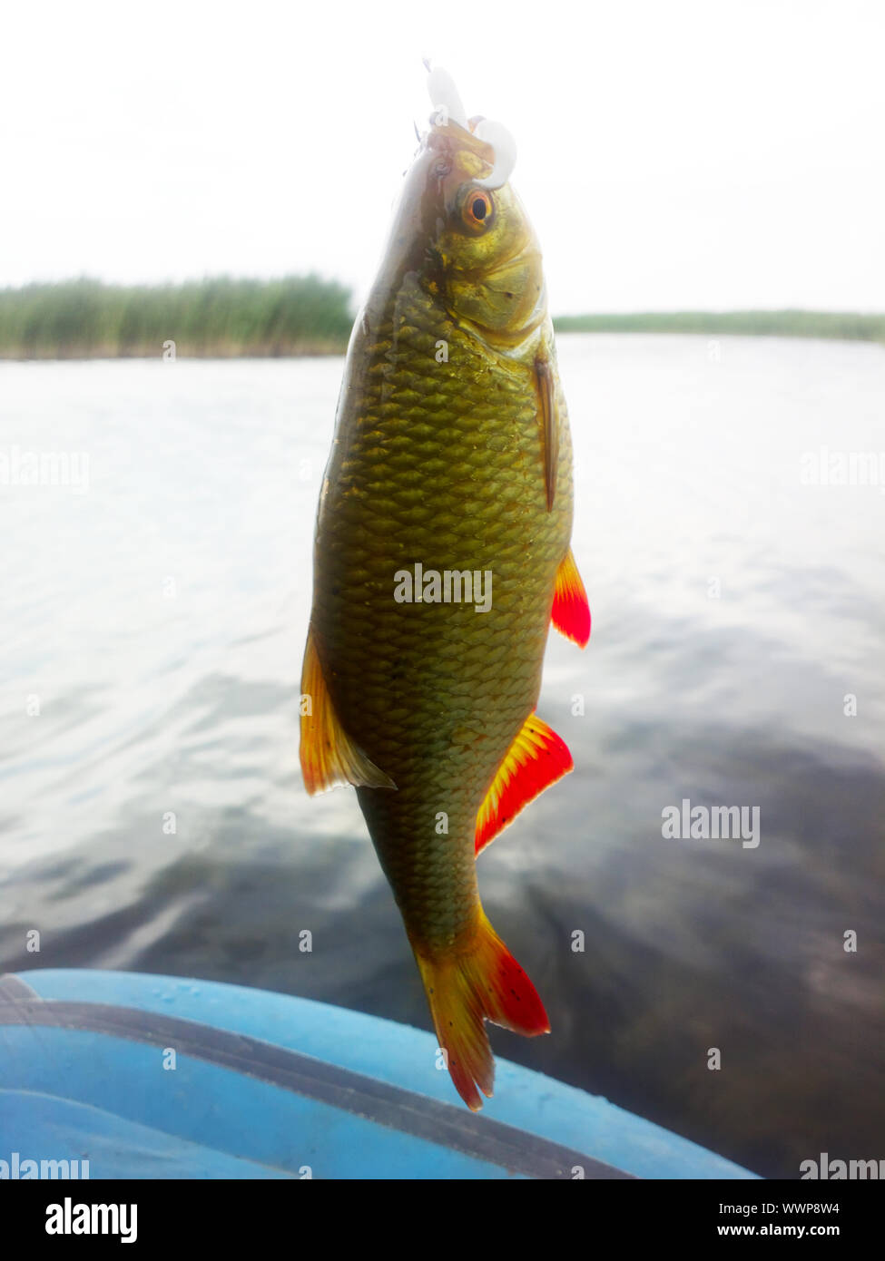 summer lake fishing Rudd fish Stock Photo