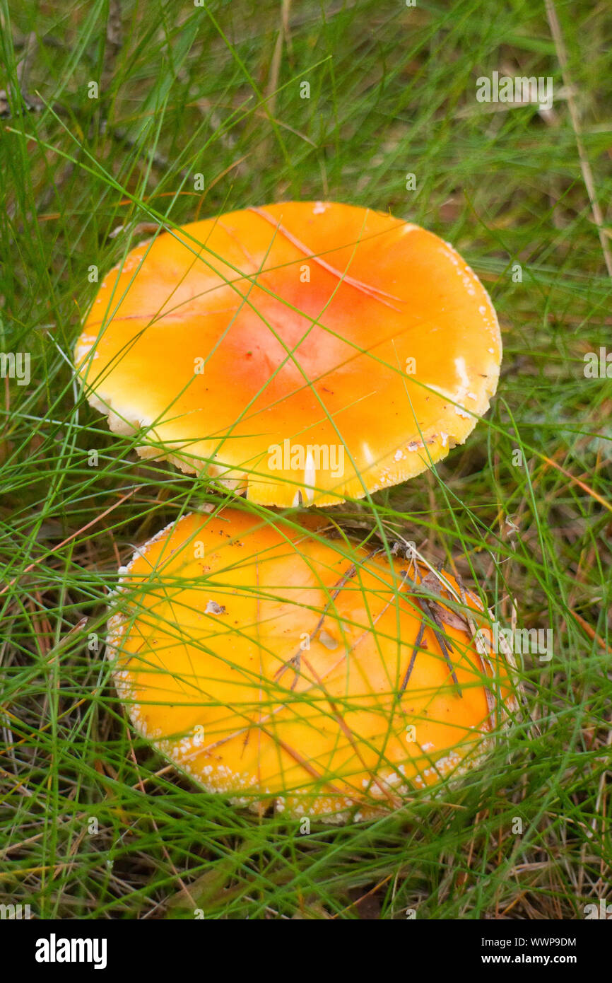 fly amanita  mushroom  autumn Stock Photo