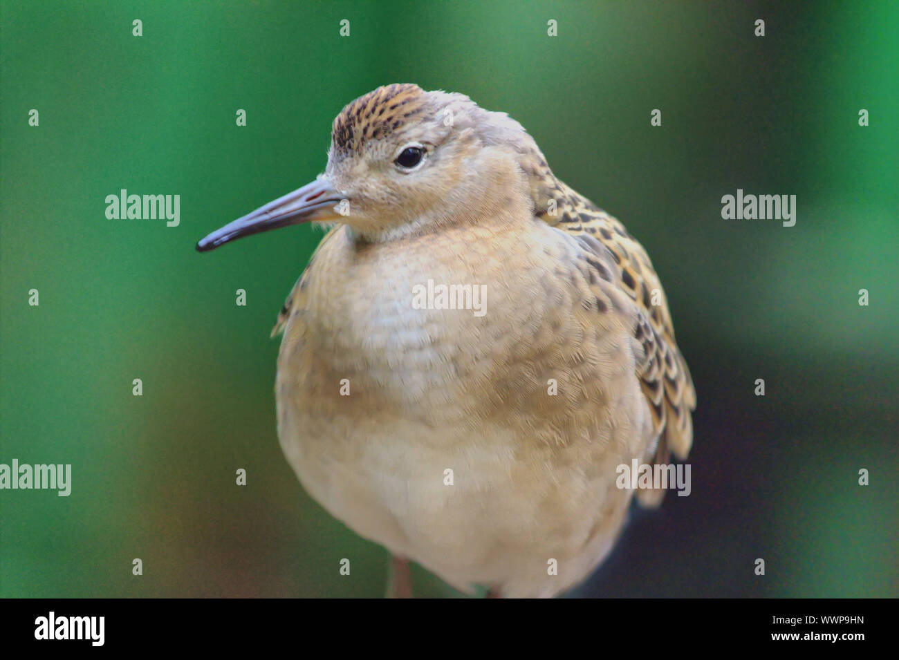 A Small Ruff Young ruff. Portrait Stock Photo - Alamy