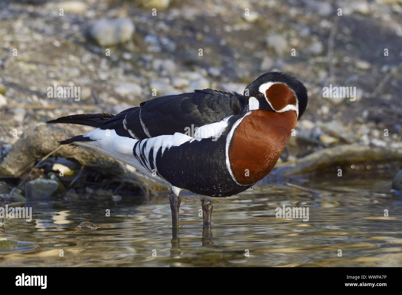 red-breasted goose Stock Photo