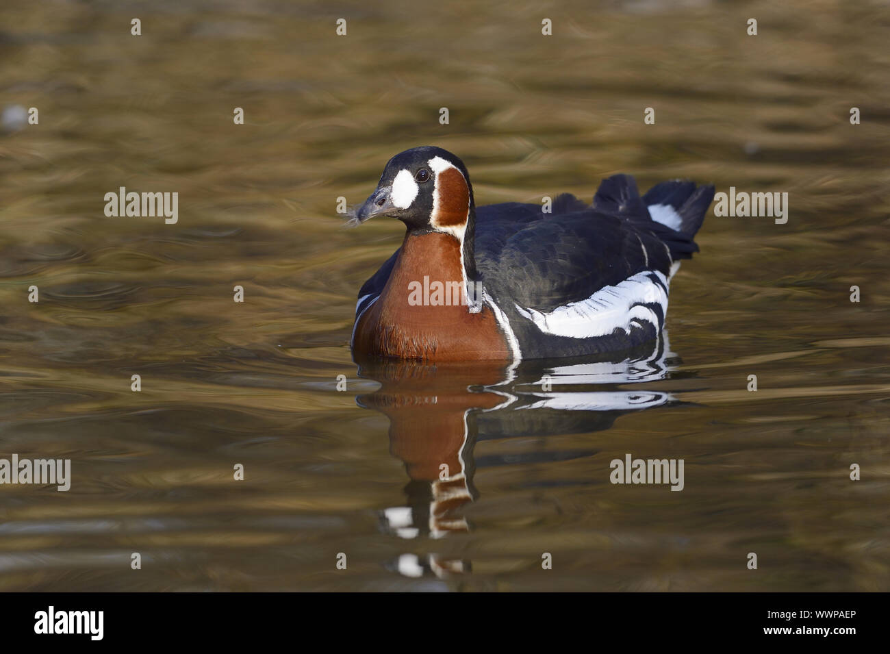 red-breasted goose Stock Photo