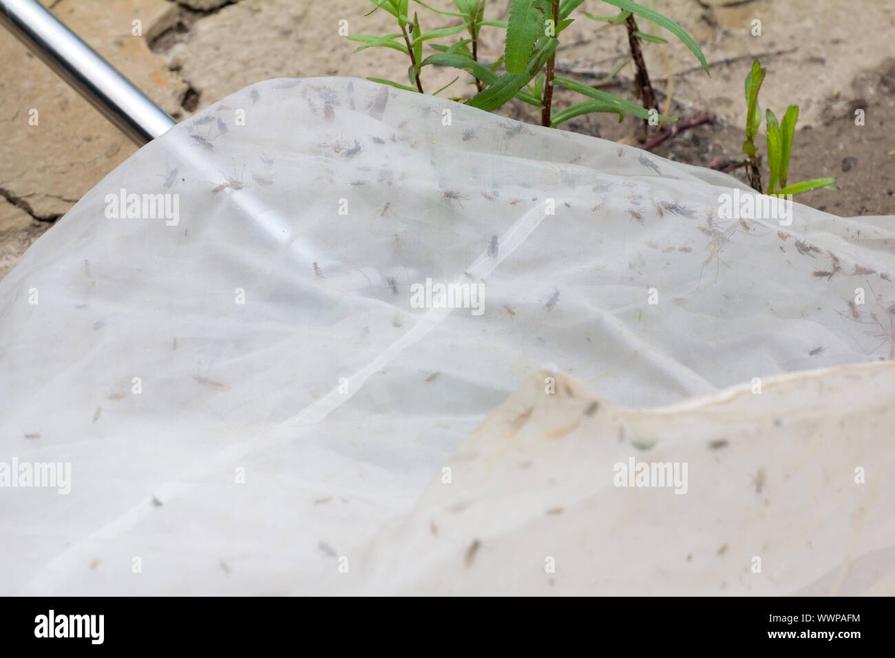Study of insects in the entomological net stock photo alamy